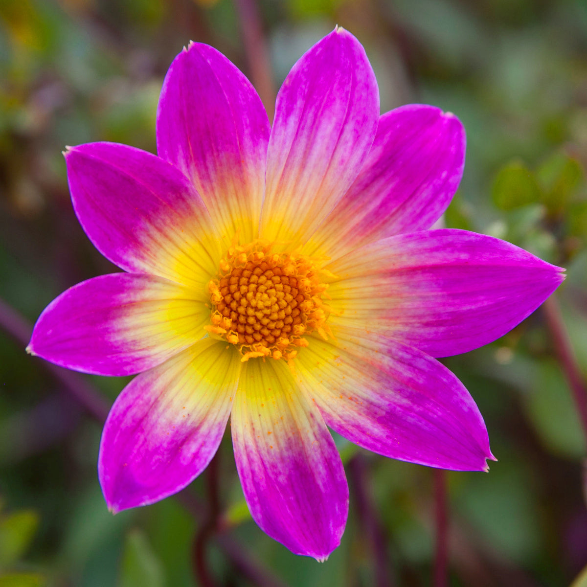 Dahlia Bright Eyes