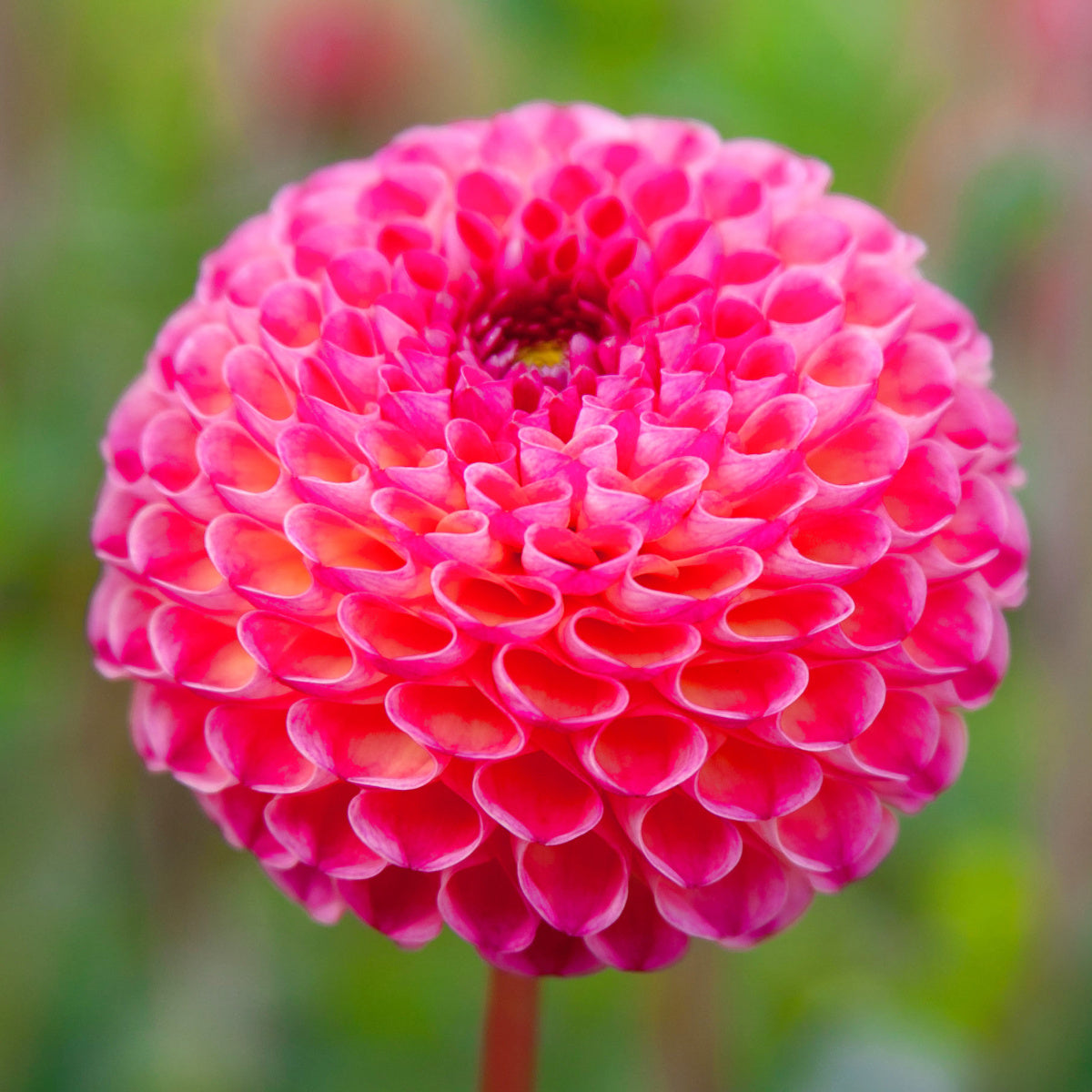 Dahlia Burlesca
