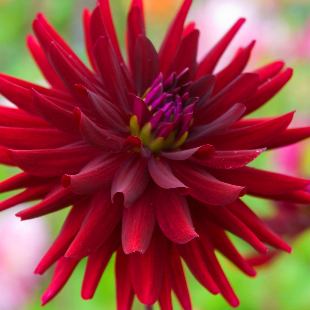 Dahlia Chat Noir