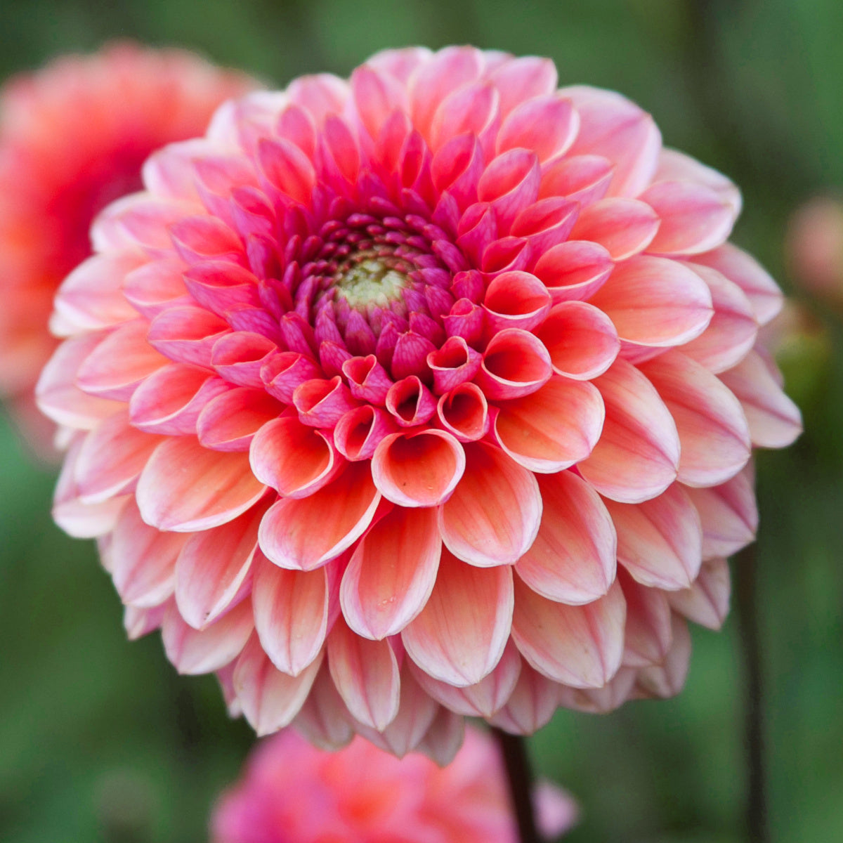 Dahlia Daisy Duke