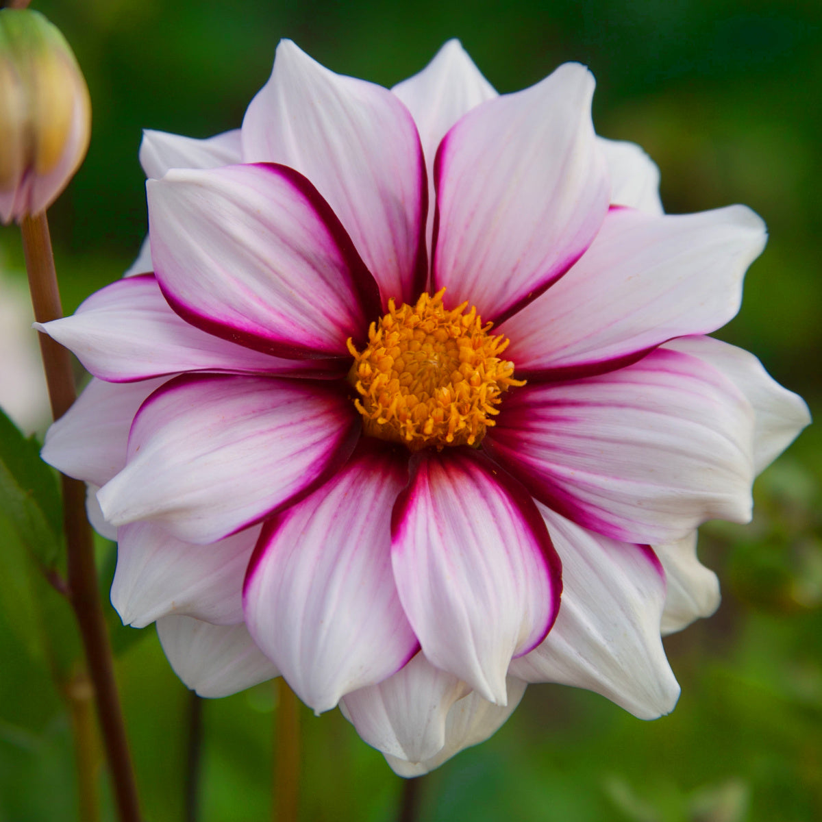 Dahlia Edge Of Joy