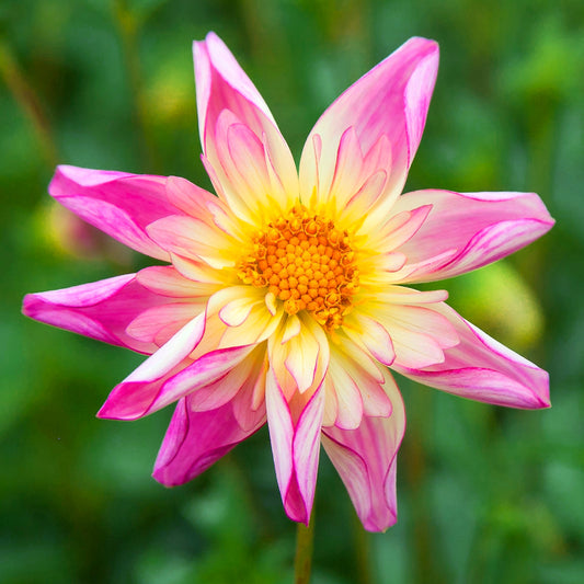Dahlia Fancy Pants