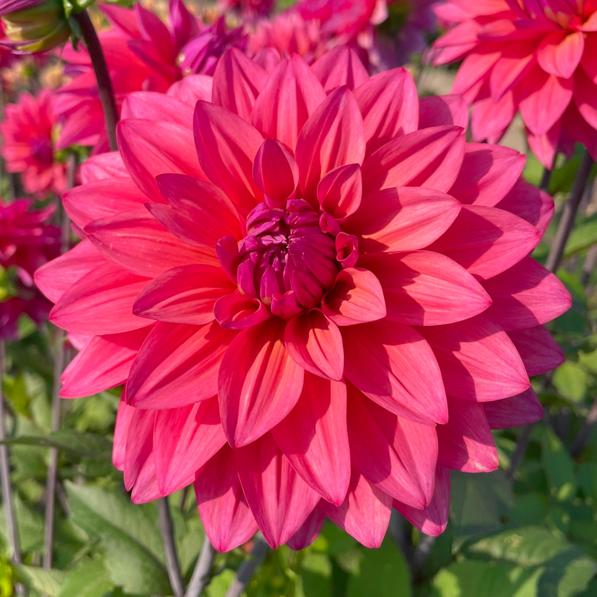 Dahlia Feline Yvonne