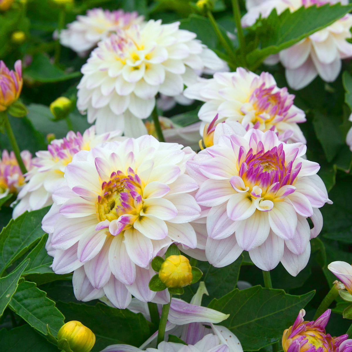 Dahlia Gallery Monet