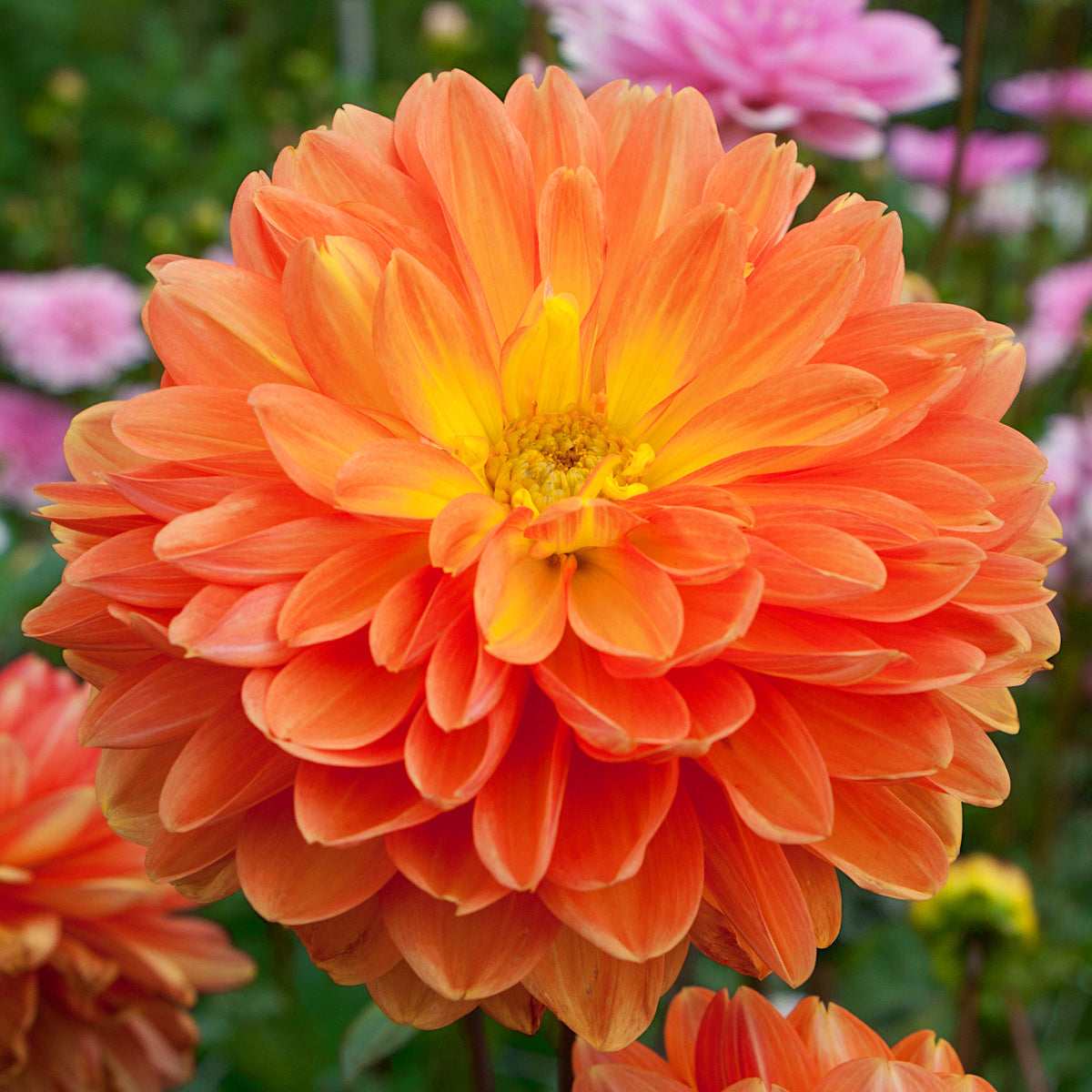 Dahlia Graceland