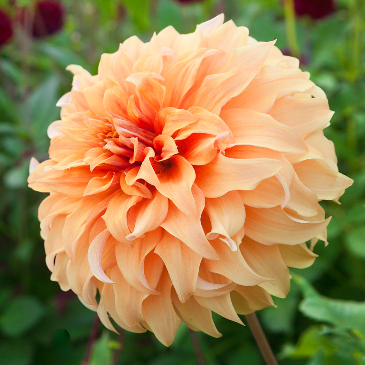 Dahlia Hercules
