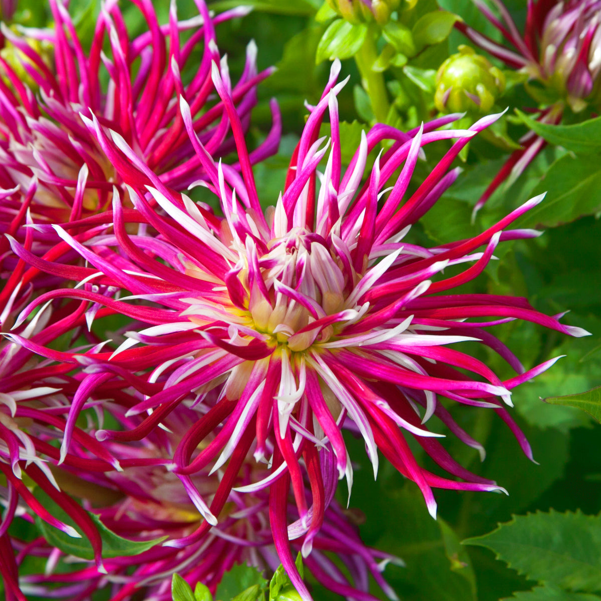 Dahlia Hollyhill Spiderwoman