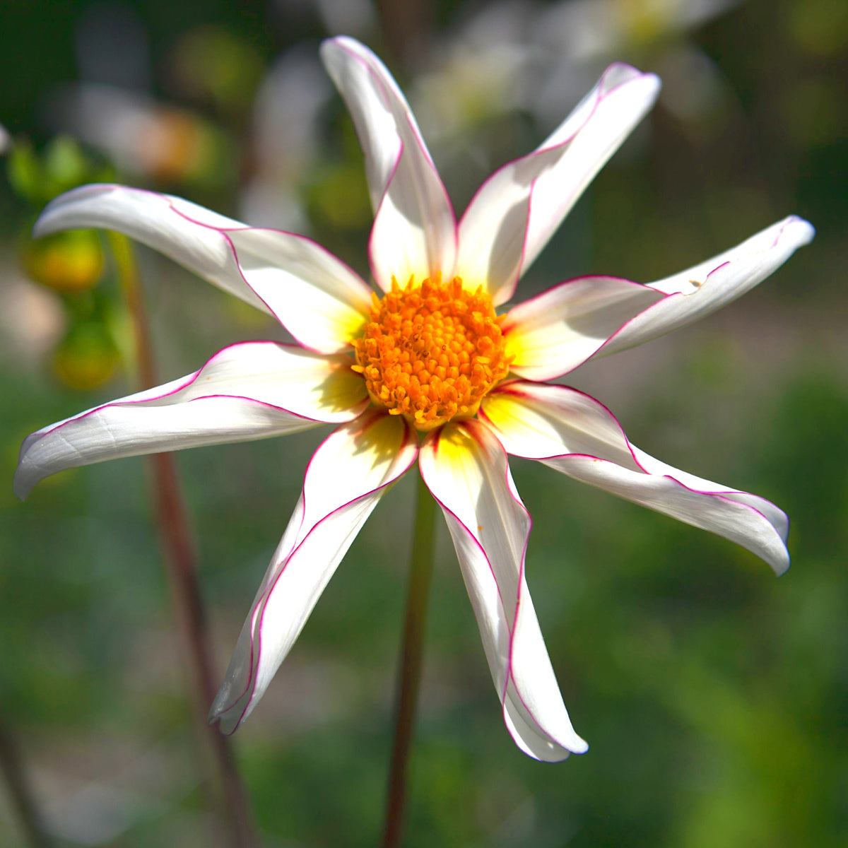 Dahlia Honka Fragile