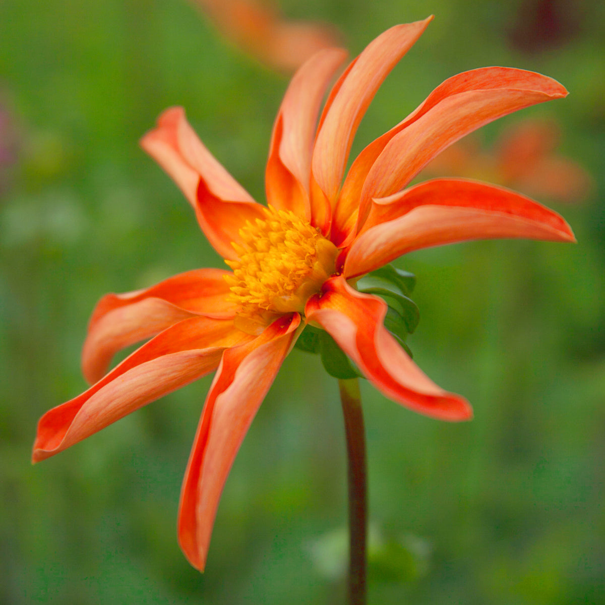 Dahlia Honka Orange