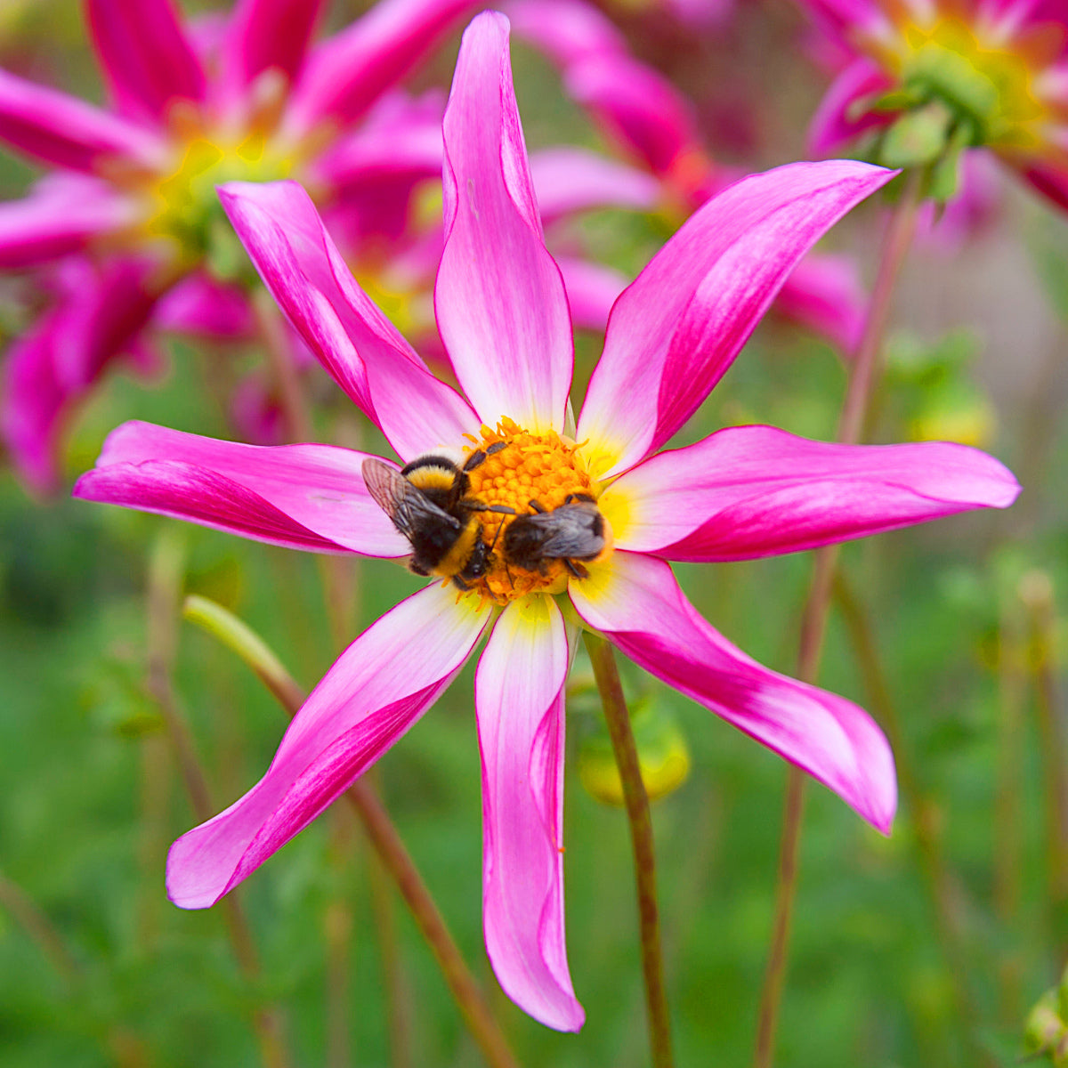 Dahlia Honka Pink