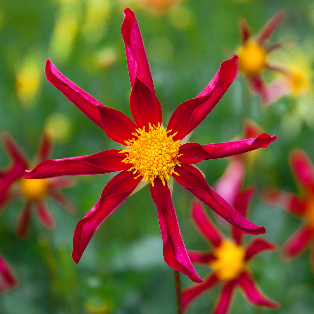 Dahlia Honka Red