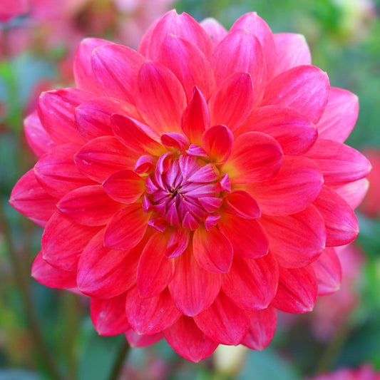 Dahlia Kilburn Glow