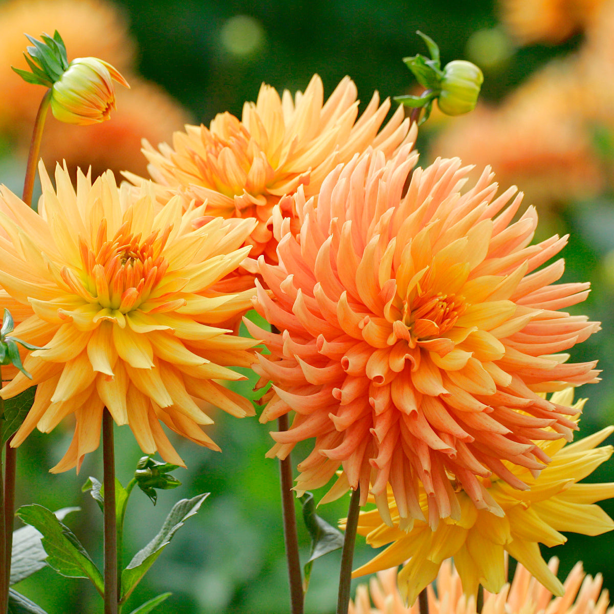 Dahlia Ludwig Helfert