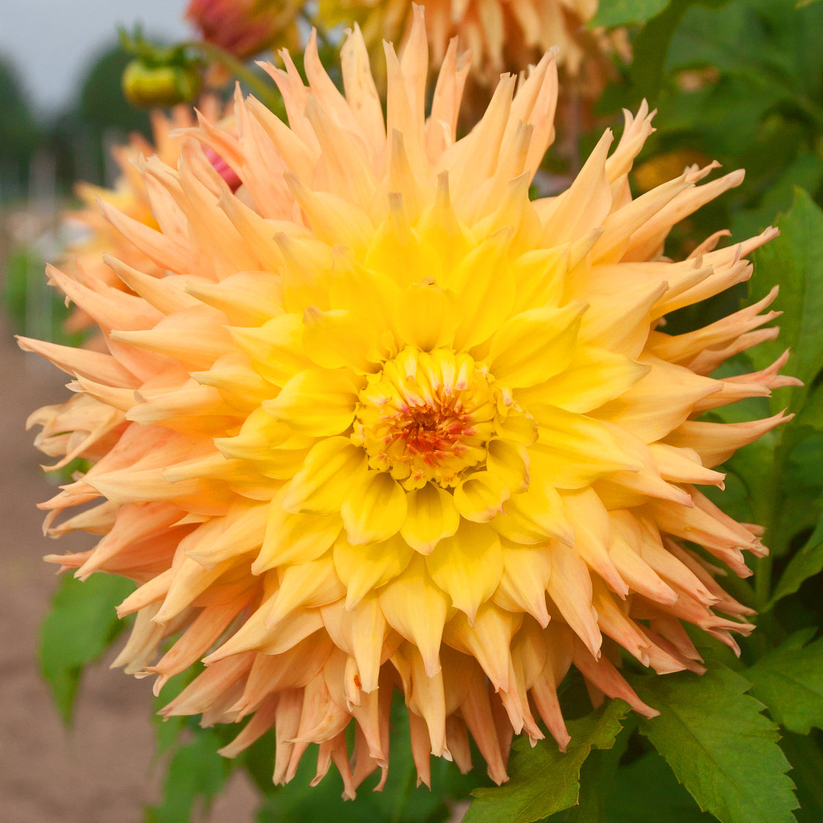 Dahlia Mingus Joshua