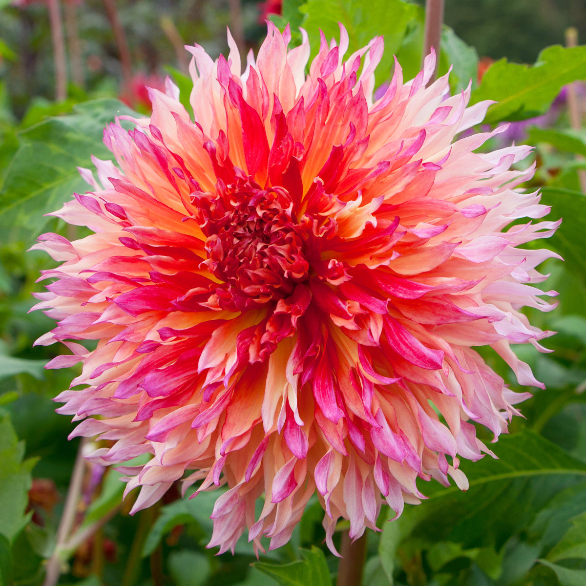 Dahlia Myrtle's Folly