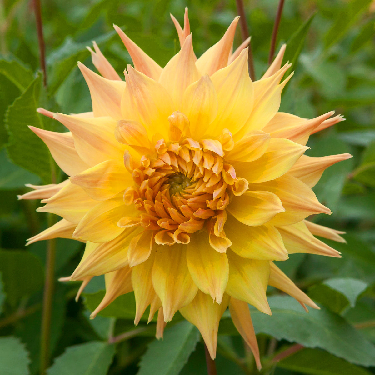 Dahlia Penhill Autumn Shade
