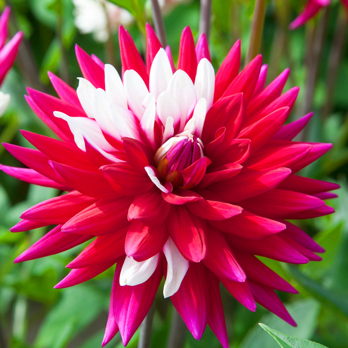 Dahlia Rebecca's World