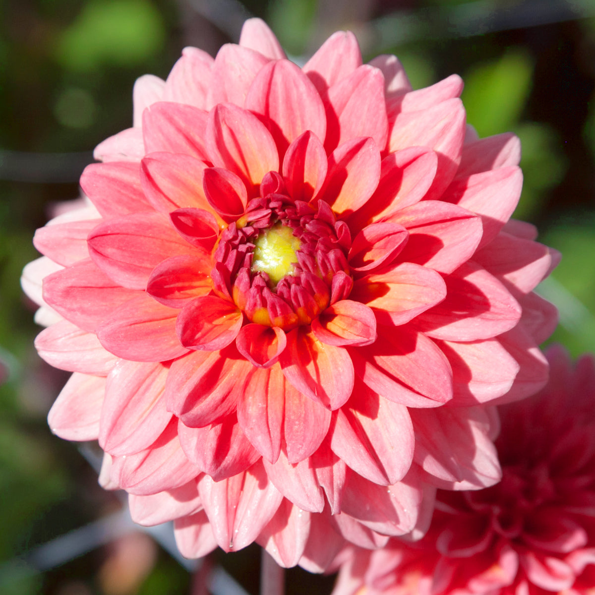 Dahlia Salmon Runner