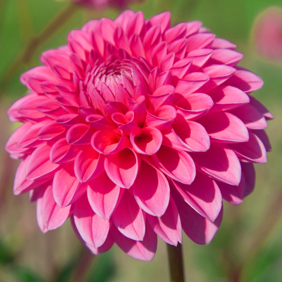 Dahlia Sandra