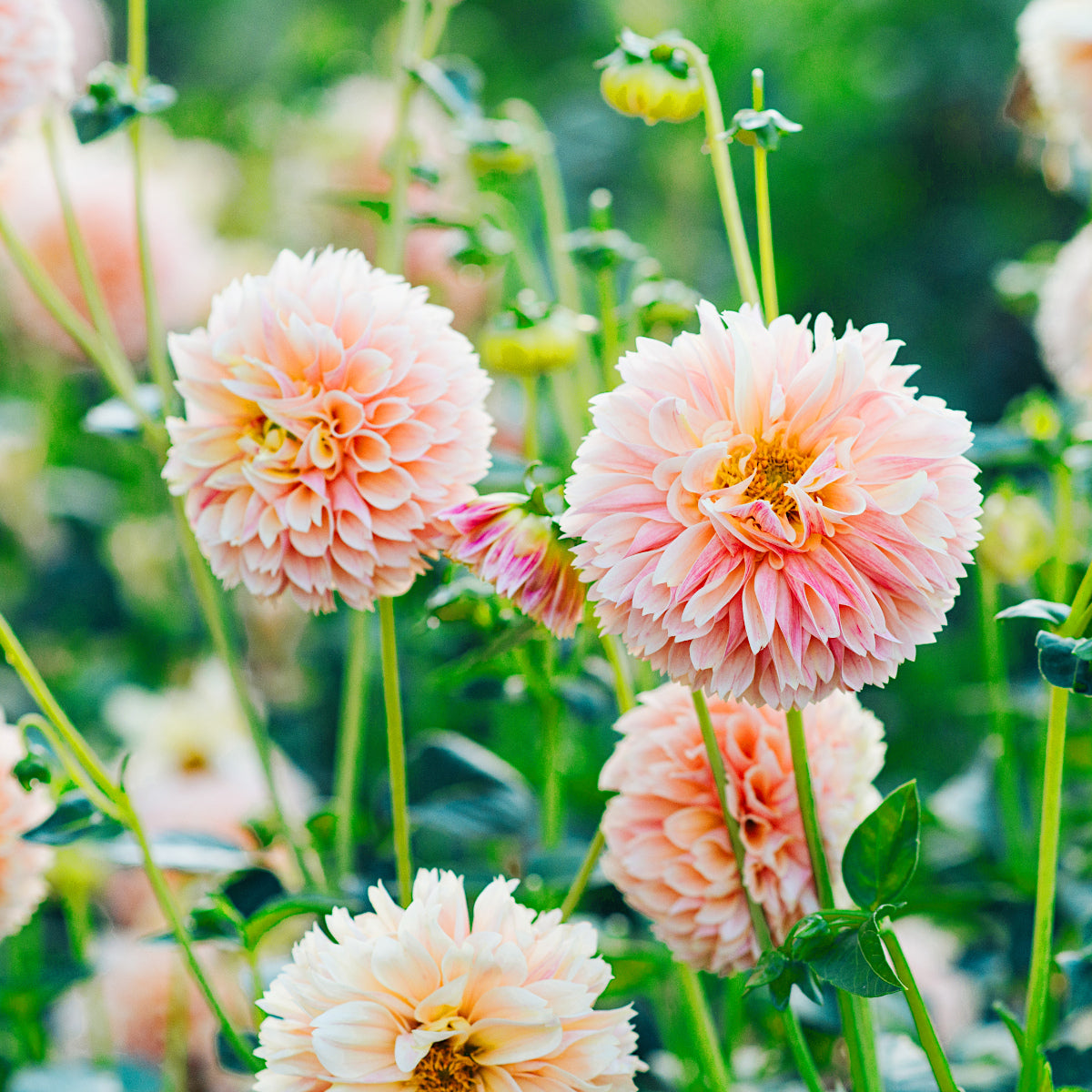Dahlia Sweet Suzanne