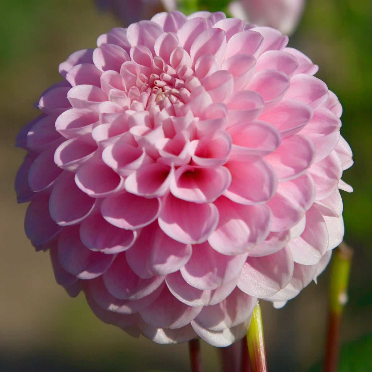 Dahlia Wizard Of Oz