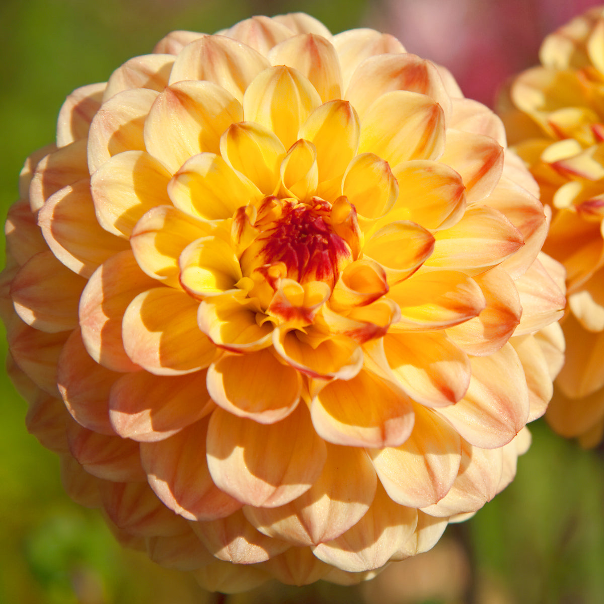 Dahlia Yellow Jill