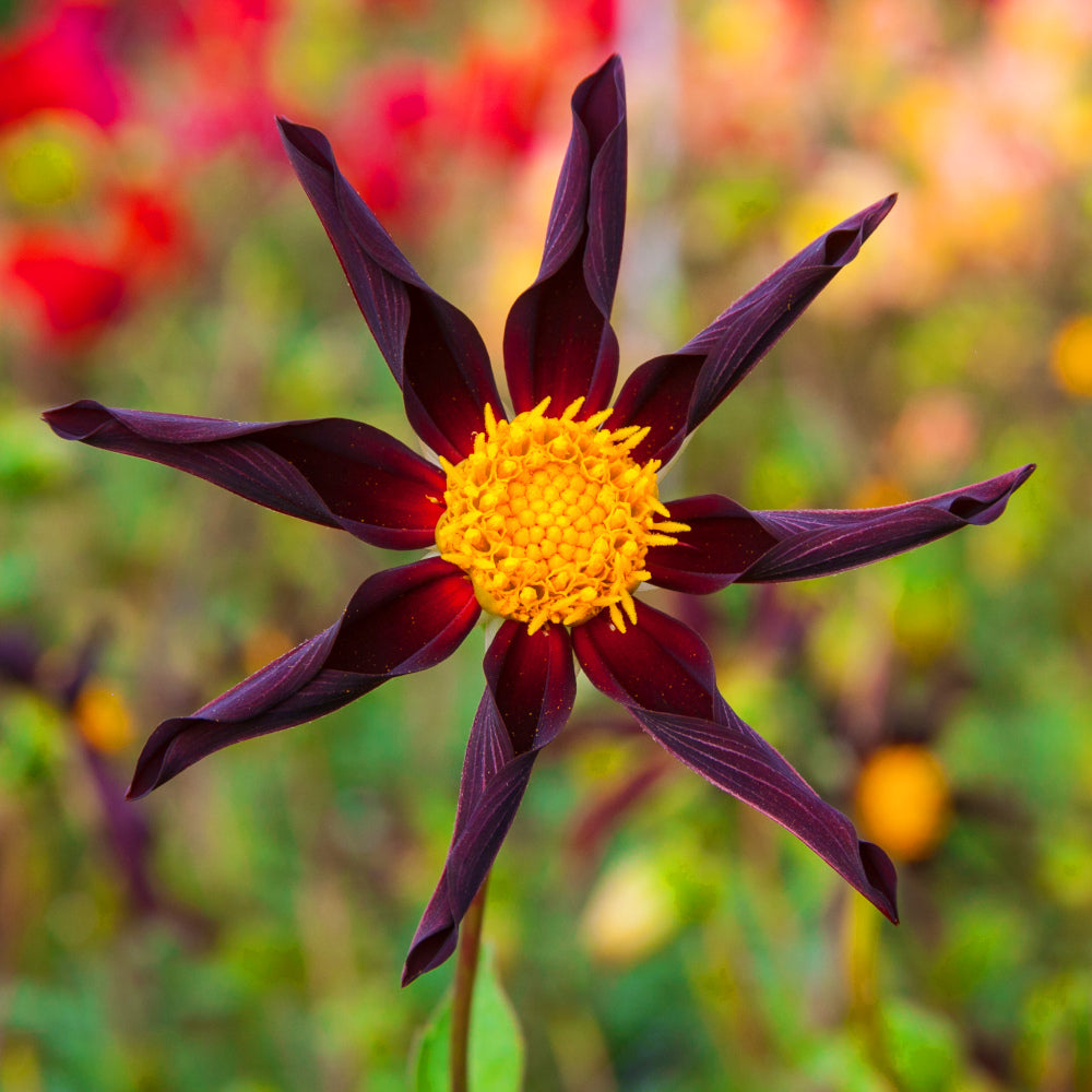 Dahlia Verrones Obsidian (Honka Noir)