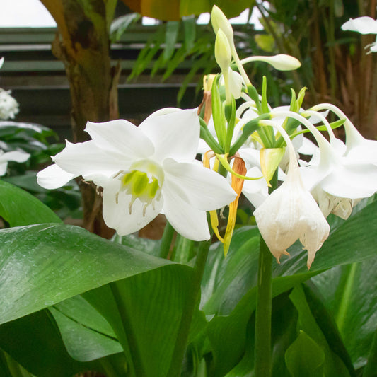 Eucharis amazonica - Lis d'Amazonie