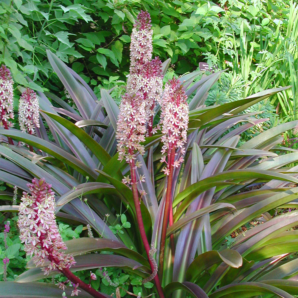 Eucomis Sparkling Burgundy