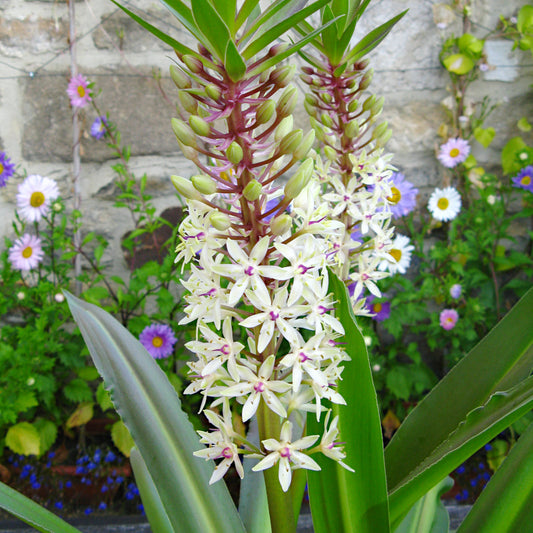 Eucomis comosa