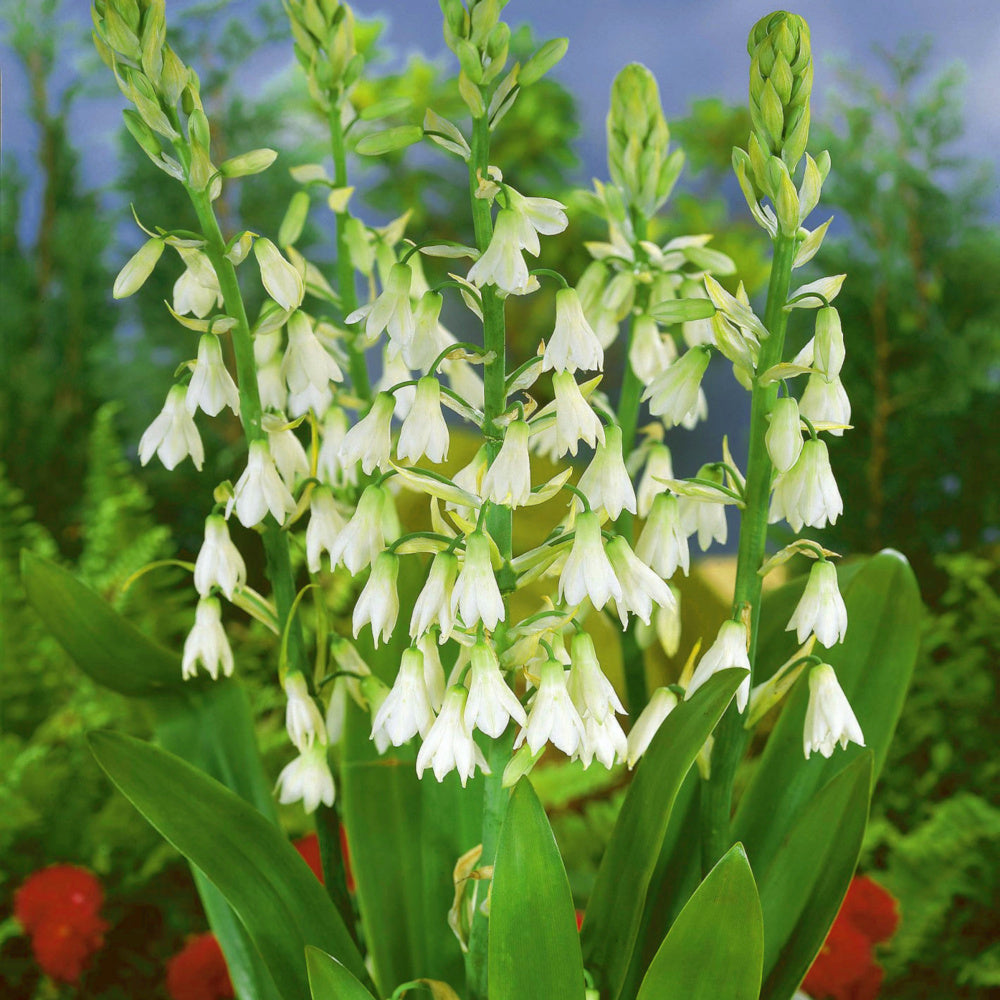 Galtonia candicans - Jacinthe du Cap