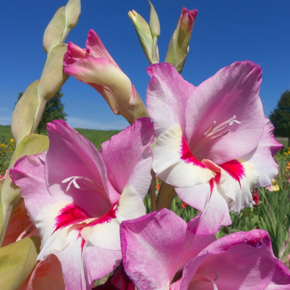 Glaïeul - Gladiolus grandiflorus Zomora Rose