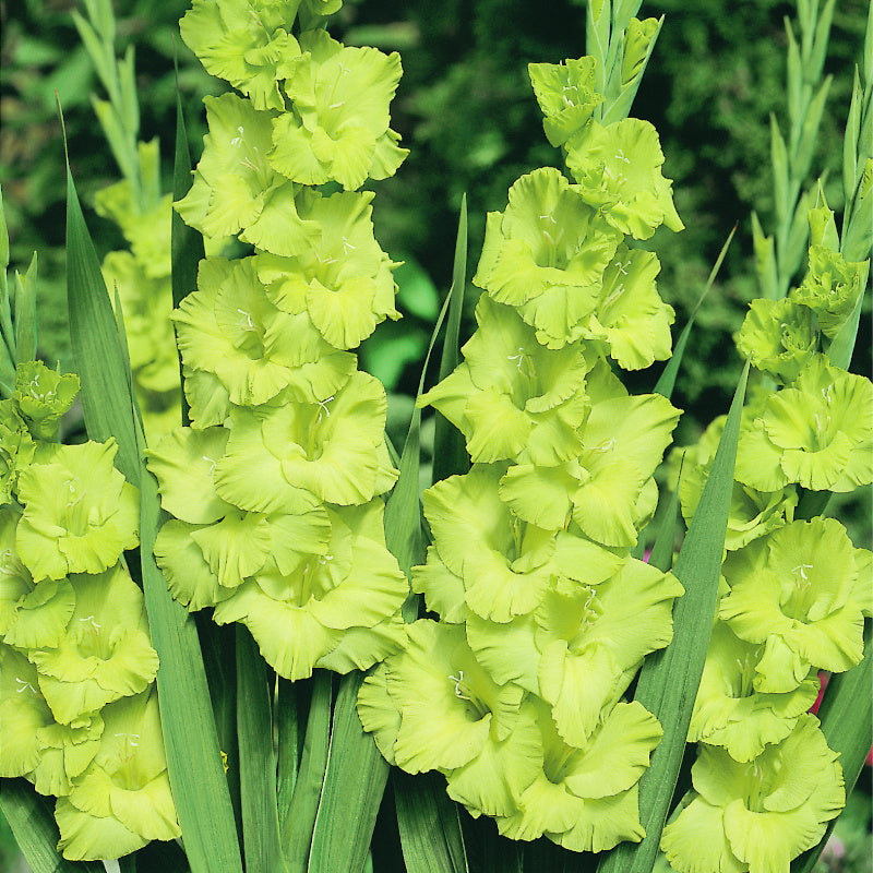 Glaïeul - Gladiolus grandiflorus Vert