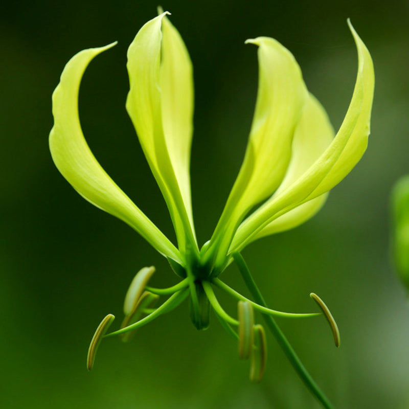 Gloriosa greenii - Lis glorieux vert