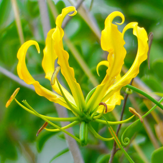 Gloriosa lutea- Lis glorieux jaune