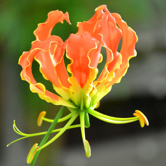 Gloriosa superba Orange - Lis glorieux