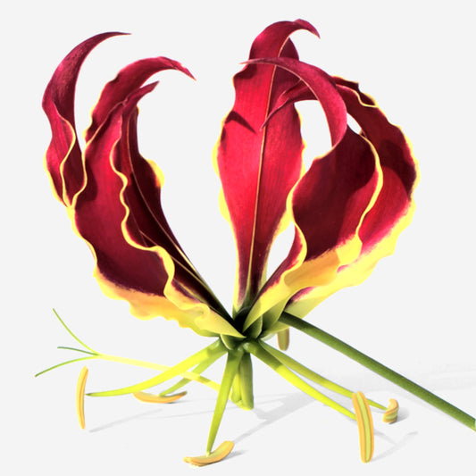 Gloriosa superba Carsonii - Lis glorieux