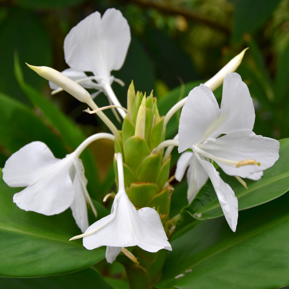 Hedychium coronarium - Gingembre ornemental