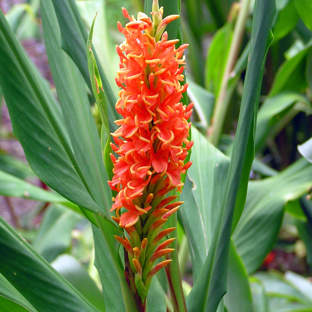 Hedychium densiflorum - Gingembre ornemental