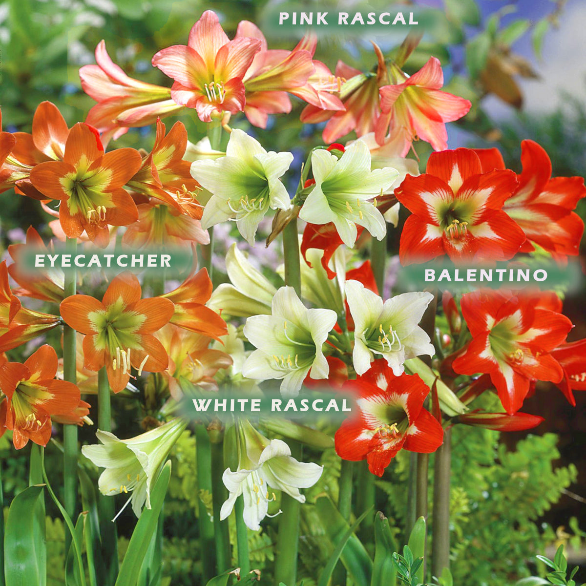 Hippeastrum sonatini Colibri Orange - Eyecatcher