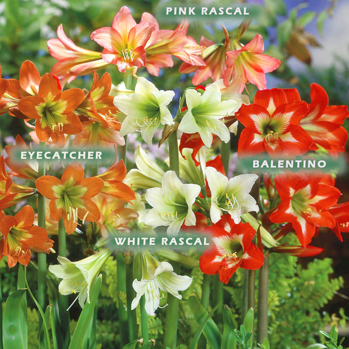 White Rascal Flower Hippeastrum sonatini Colibri Blanche - White Rascal – Très Vert Bulbes ...