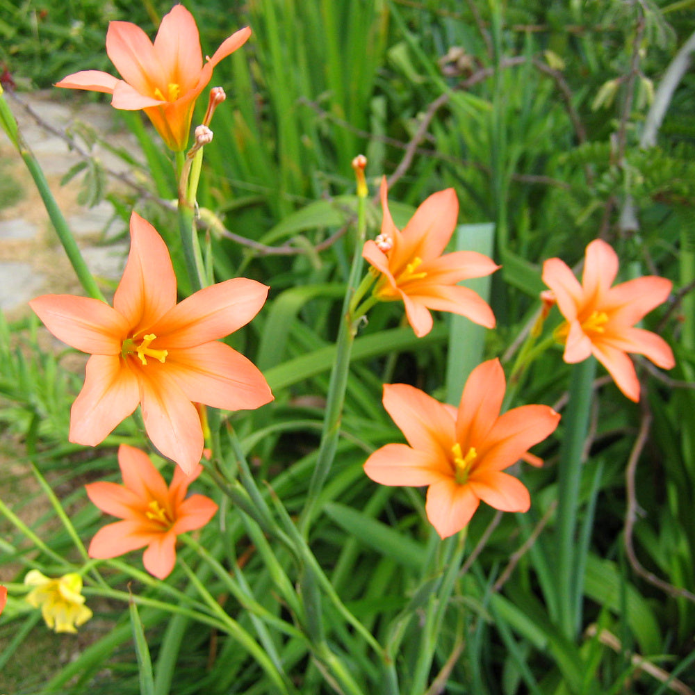 Moraea - Homeria aurantiaca