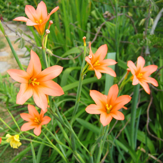 Moraea - Homeria aurantiaca