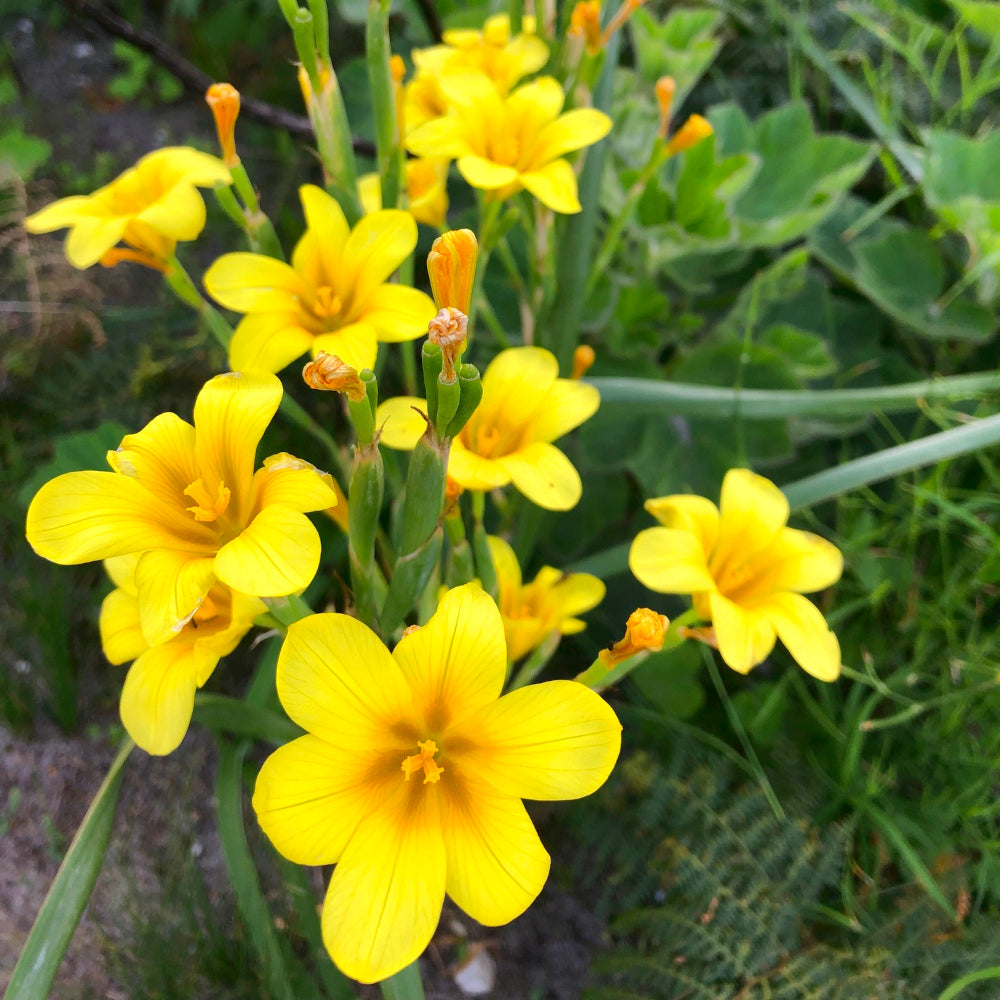 Moraea - Homeria ochroleuca