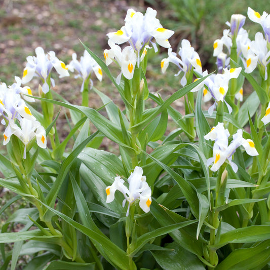 Iris magnifica, Botanique