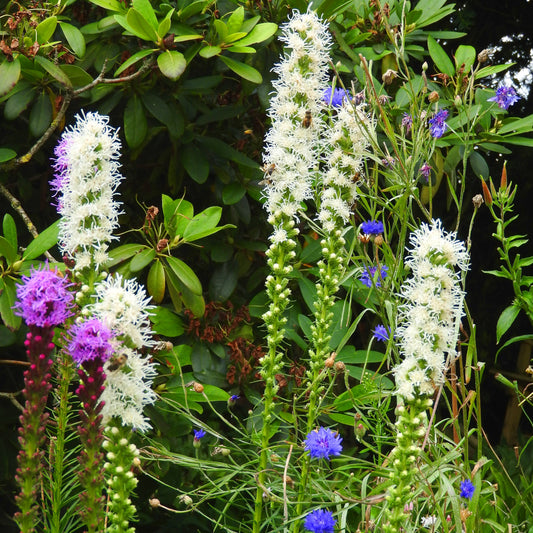 Liatris spicata Blanc - Plume de Kansas