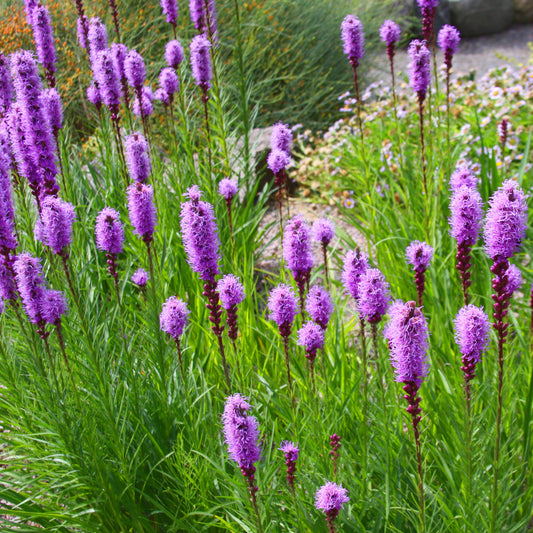 Liatris spicata Rose - Plume de Kansas