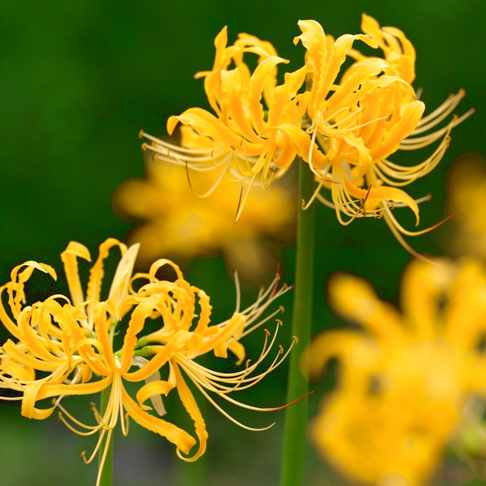 Lycoris aurea - Lis d'araignee jaune