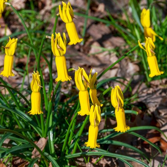 Narcissus cyclamineus [la vraie espèce], Narcisse botanique