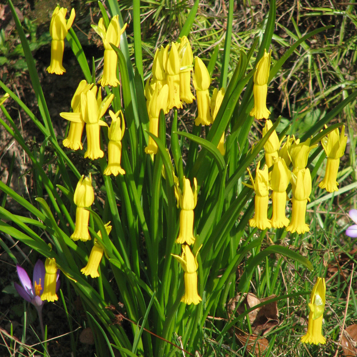 Narcissus cyclamineus [la vraie espèce], Narcisse botanique